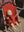 Strawberry Dolls Pram Strawberry Dot